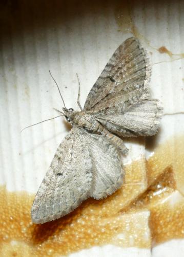 Réf. 256 715 : Eupithecia intricata